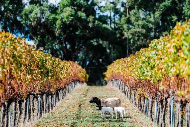 Cape2Camp Recommends