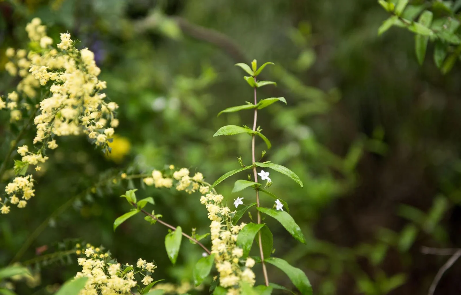 Southern Explorer flower