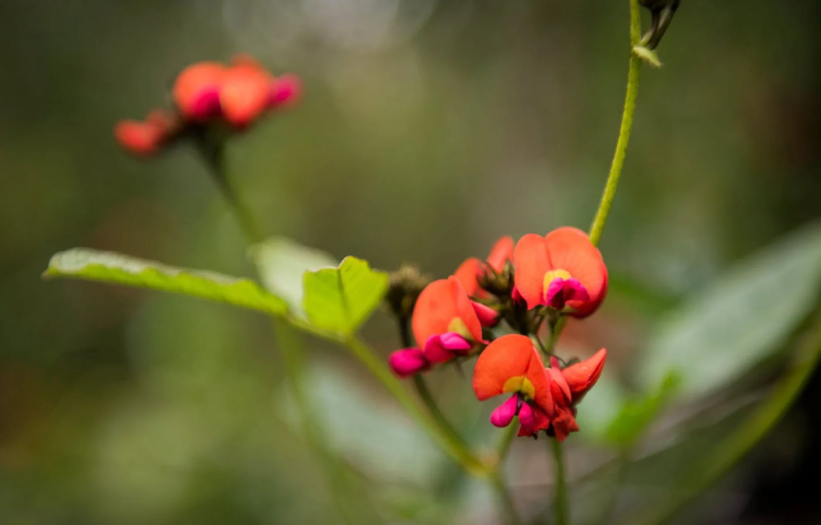 Southern Explorer flower