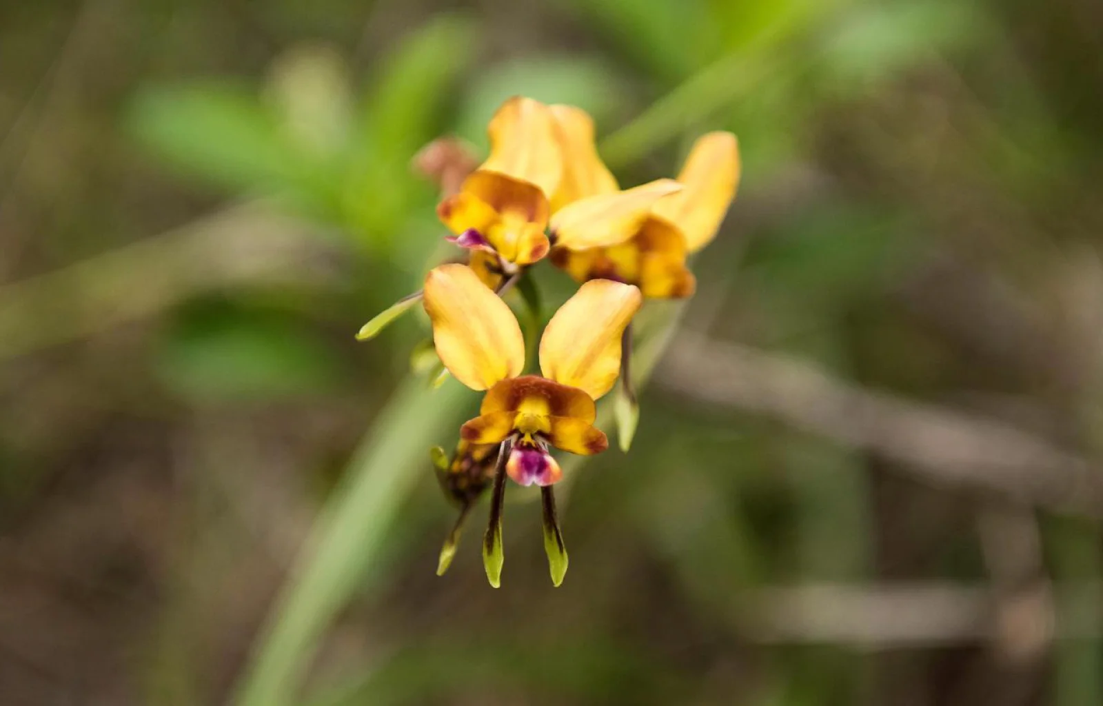 Southern Explorer flower
