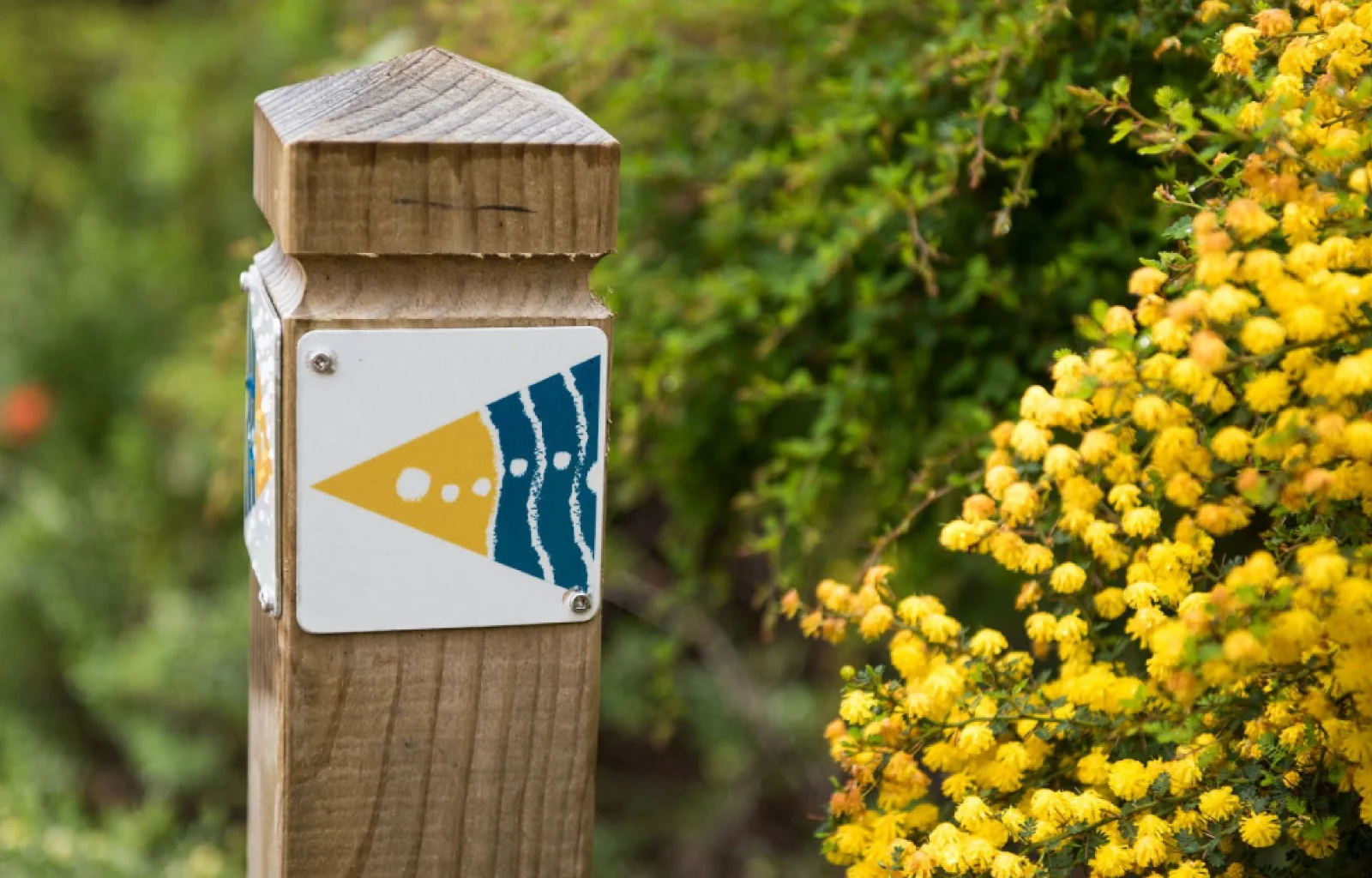 Southern Explorer flower