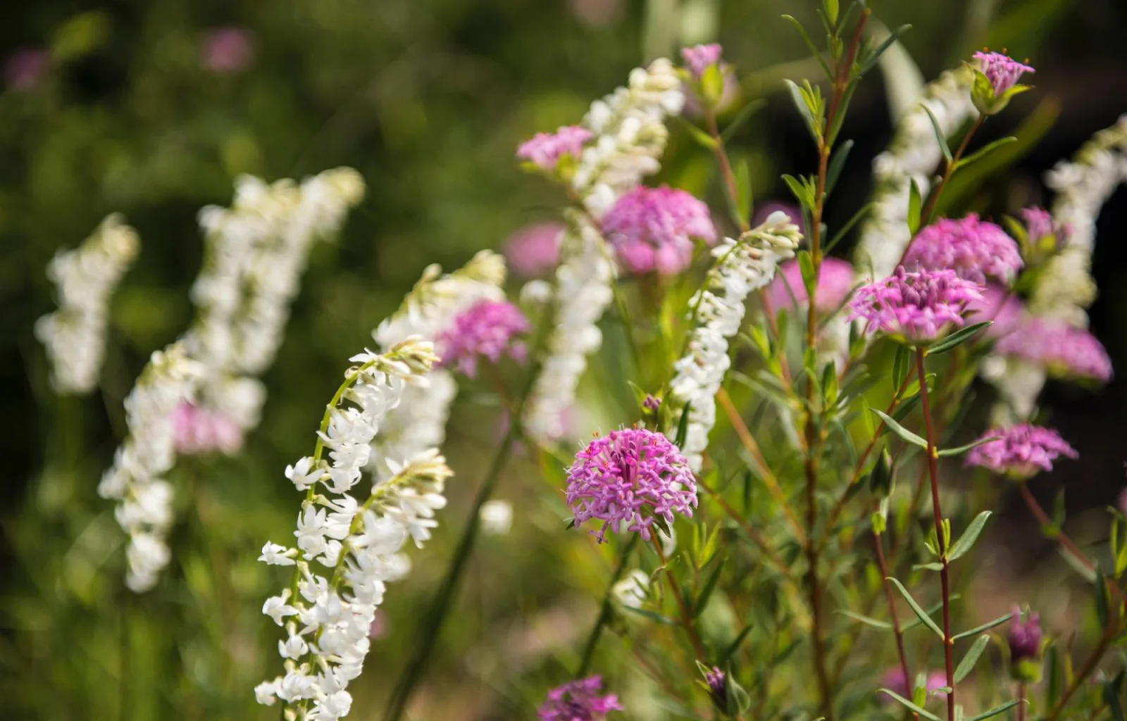 Southern Explorer flower