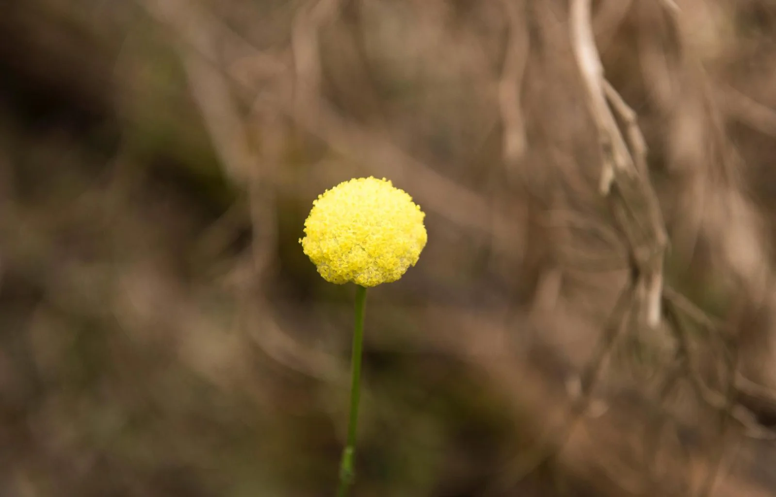 Southern Explorer flower