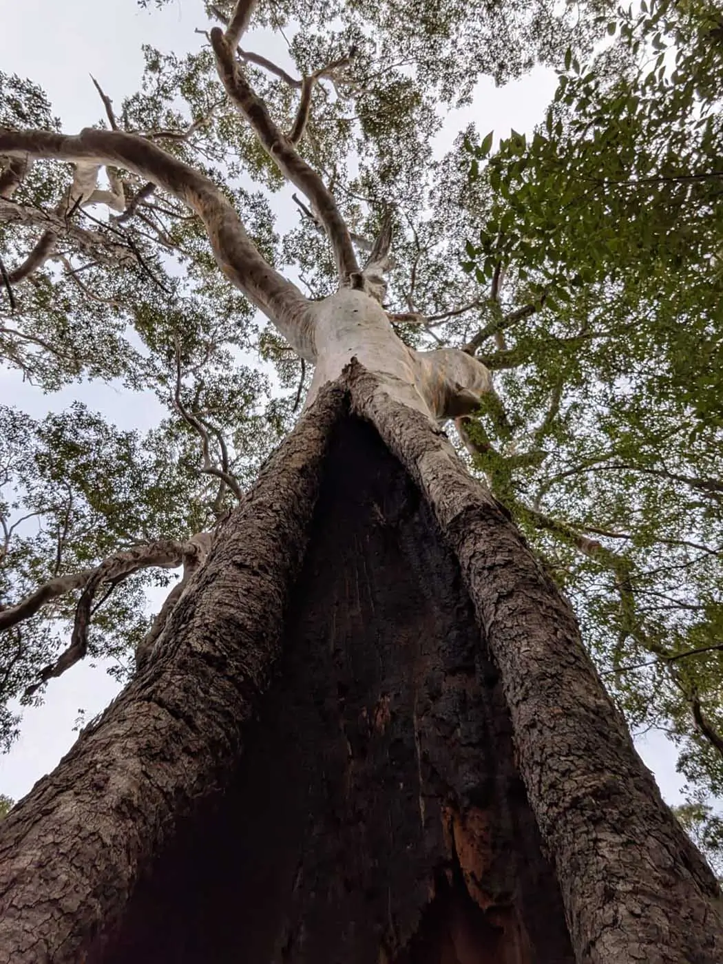 Boranup Forest Circle