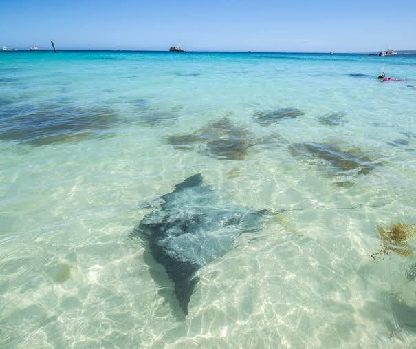 Hamelin Bay Stingray Stroll