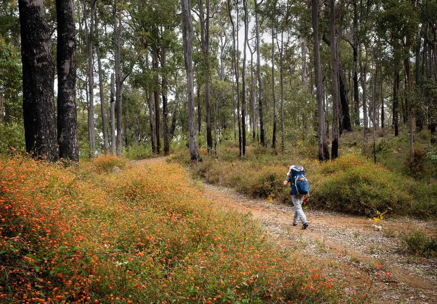Cape2Camp Bibbulmun Track Hike Featured in Australian Traveller